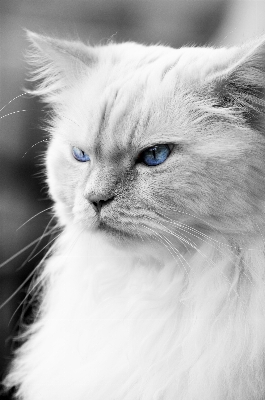 Foto Bianco e nero
 animale domestico