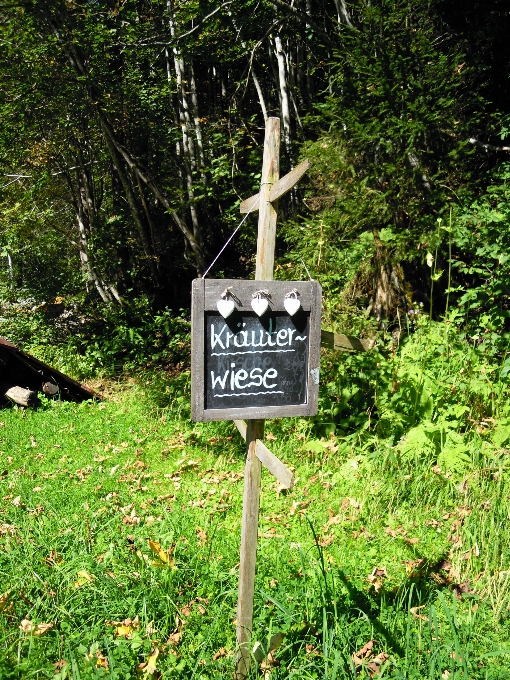 Pohon alam hutan rumput