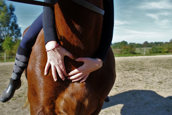 Sky horse brown mammal Photo