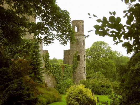 Tree building chateau stone Photo