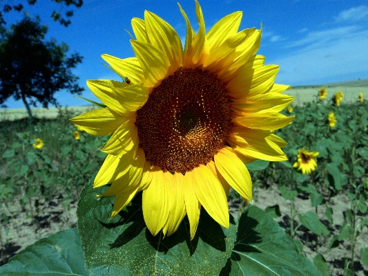 Landscape nature outdoor blossom Photo