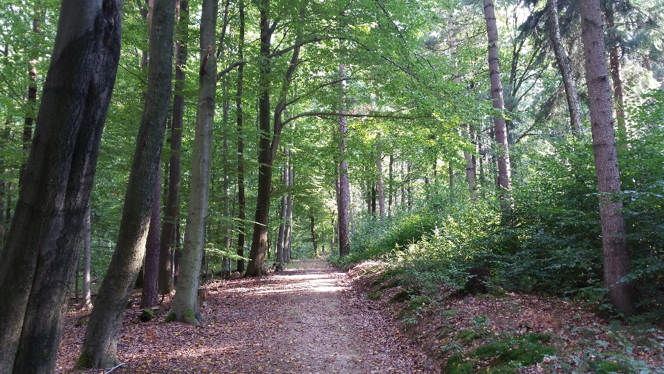 Pohon alam hutan gurun
