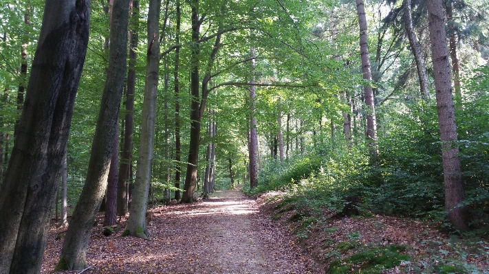 Foto Albero natura foresta selvaggia
