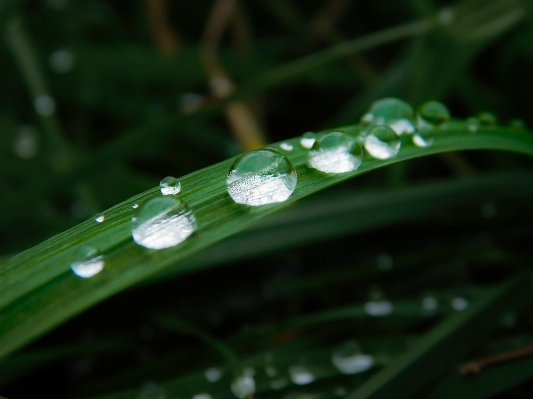 Water nature grass drop Photo