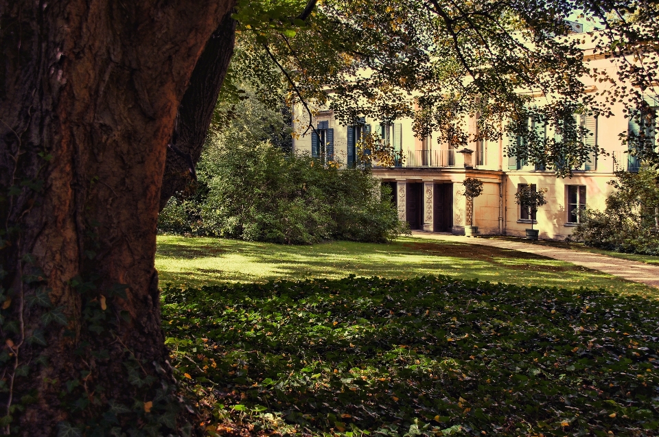 Paysage arbre nature herbe