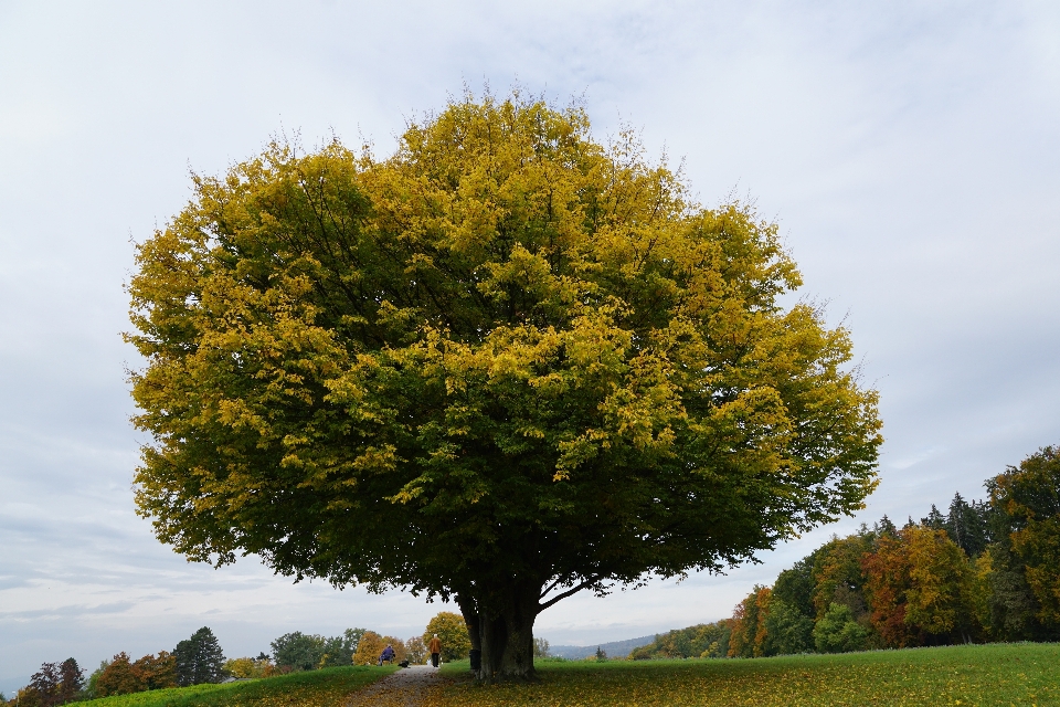 Baum wald anlage himmel