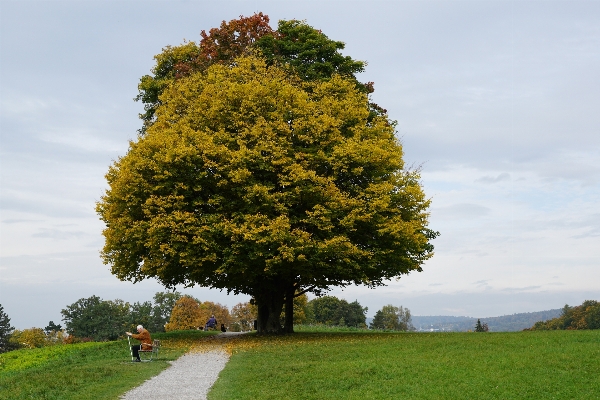 Landscape tree nature path Photo