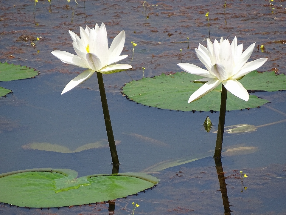 Eau nature usine blanc