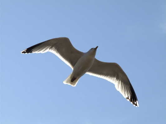 Foto Laut burung sayap langit