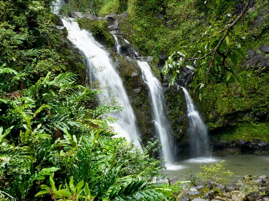 Foto água natureza floresta cachoeira