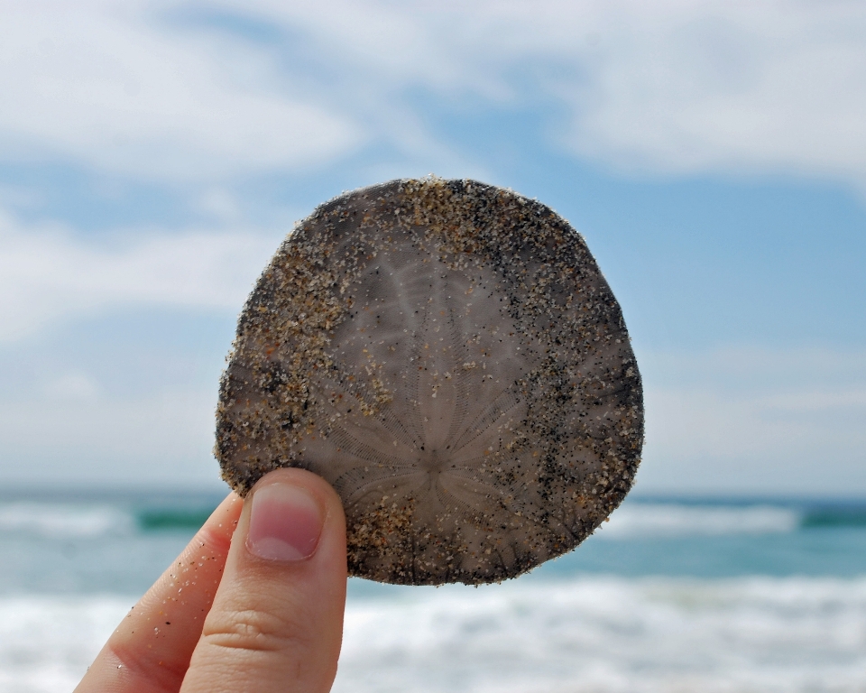 Hand beach sea coast