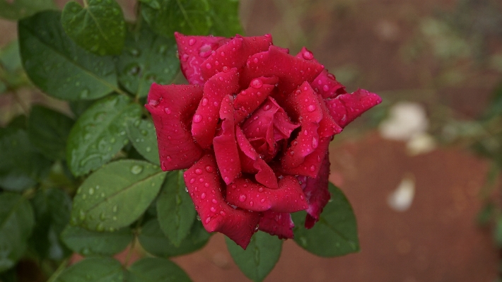 Nature plant leaf flower Photo