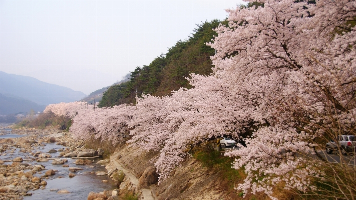 Blossom plant flower cherry Photo