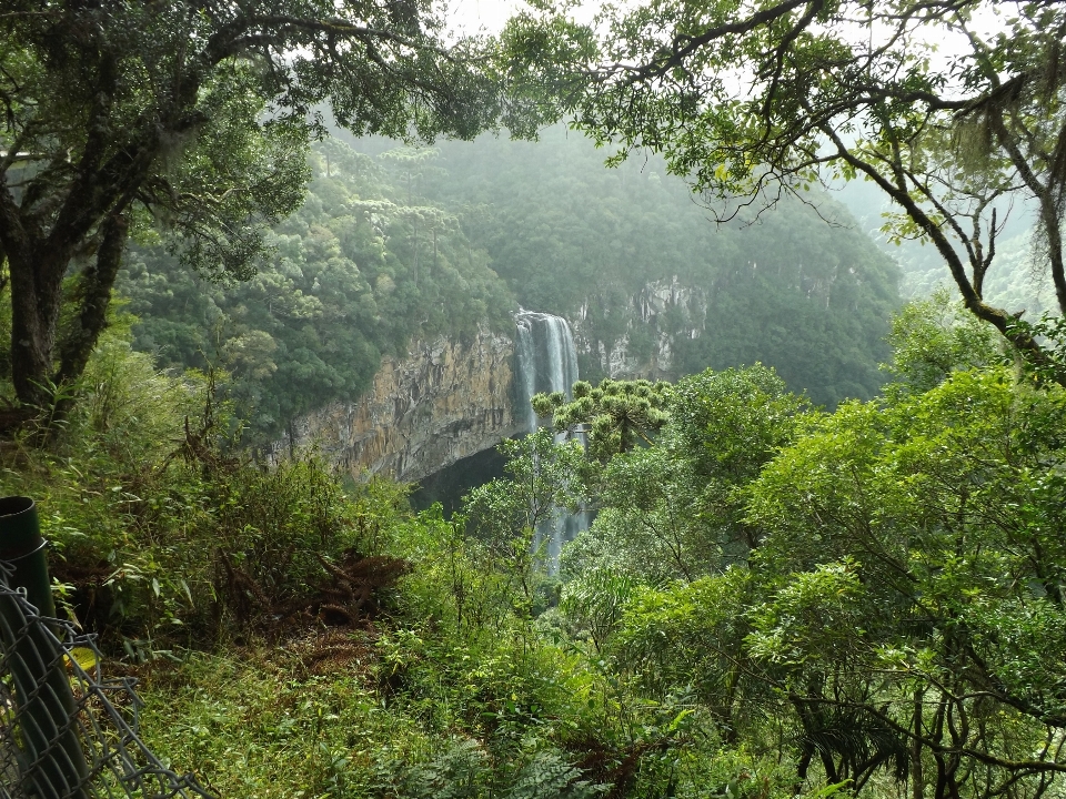 Landscape tree forest waterfall