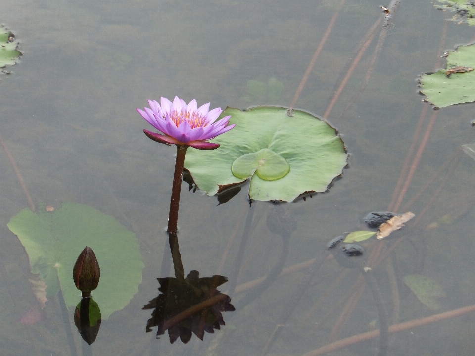 Water nature outdoor plant