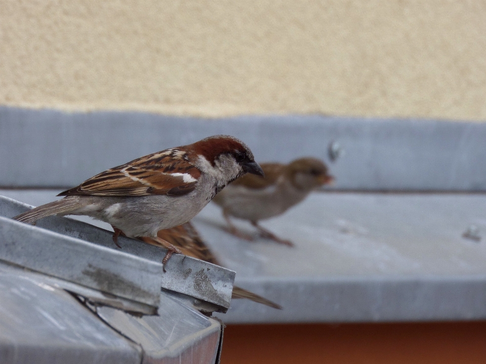 Natureza pássaro asa fauna