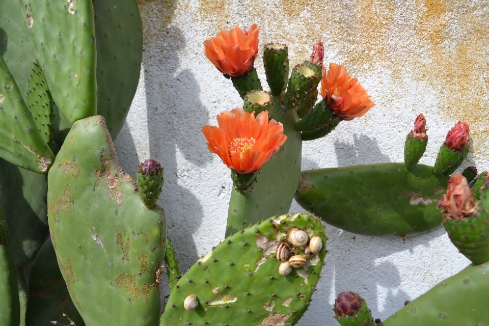 Nature blossom cactus plant