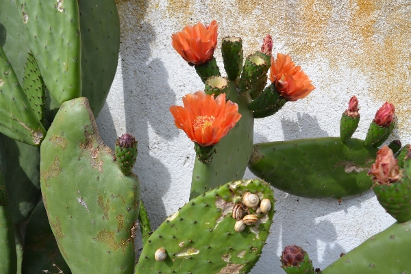 Foto Natureza florescer cacto
 plantar