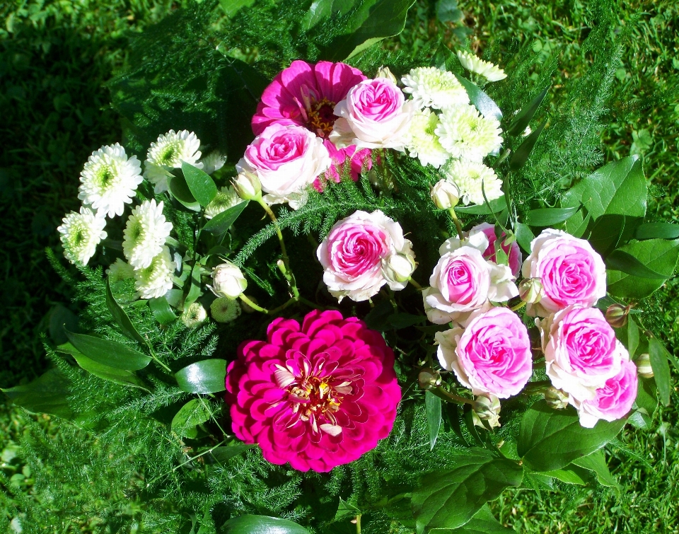 Planta flor pétalo rosa