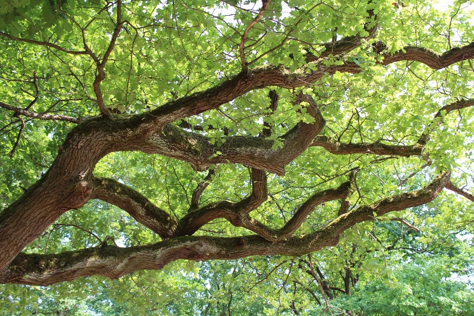 Arbre nature forêt bifurquer