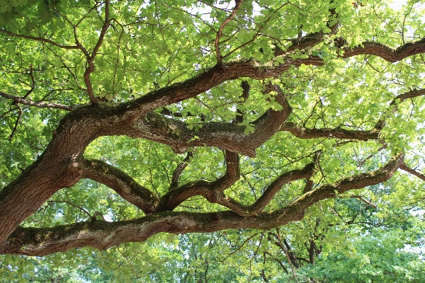 Tree nature forest branch Photo