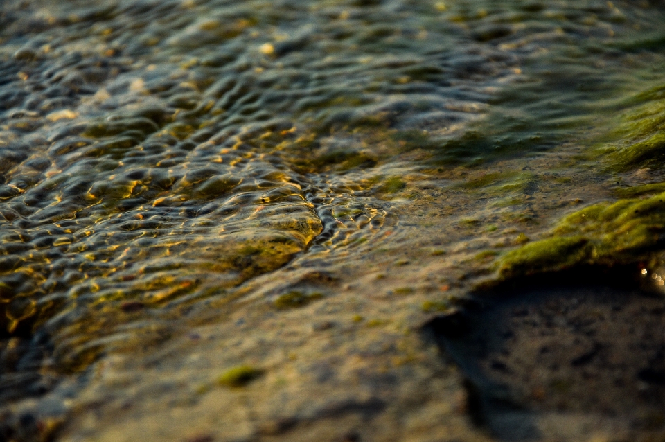 Mer arbre eau nature