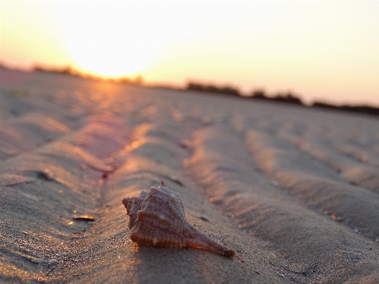 Beach sea nature sand Photo