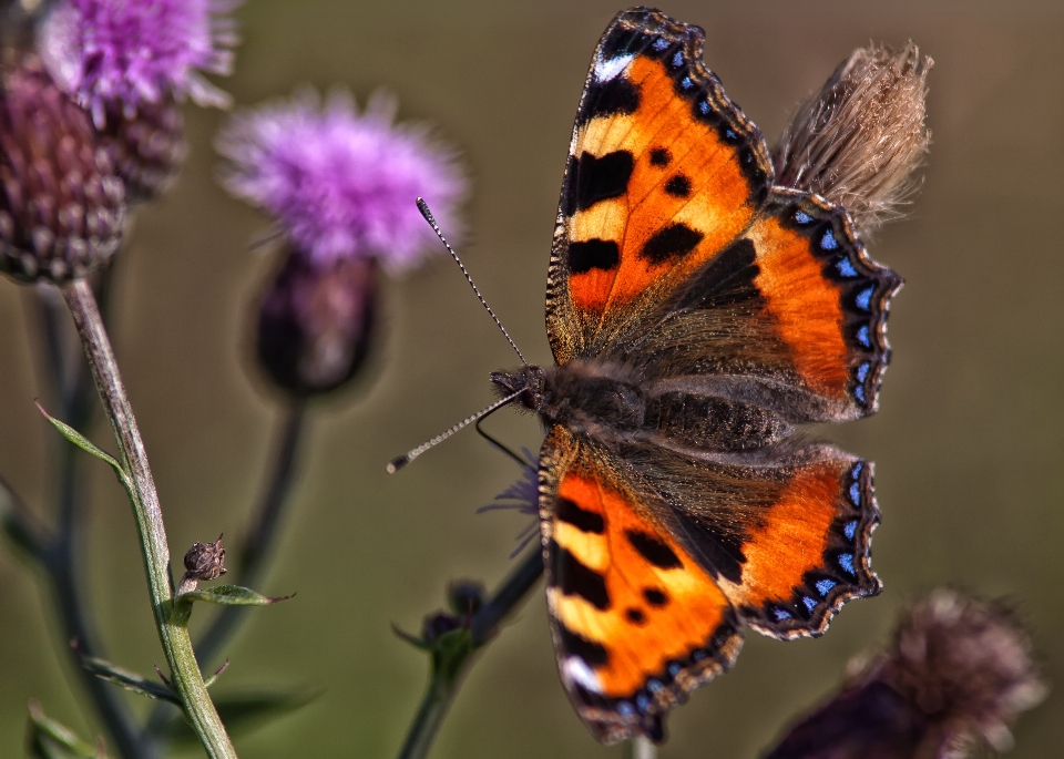 Natur blüte flügel anlage