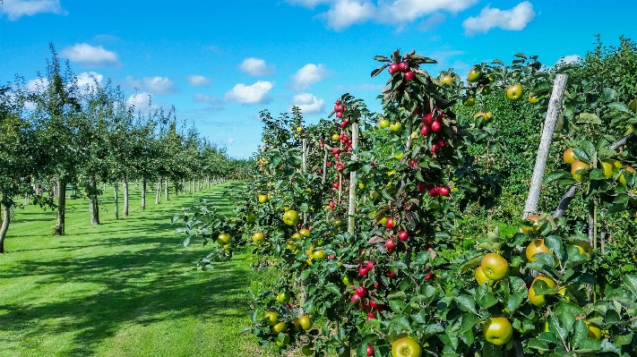 Apple tree nature branch Photo