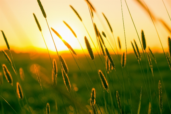 Nature grass horizon light Photo