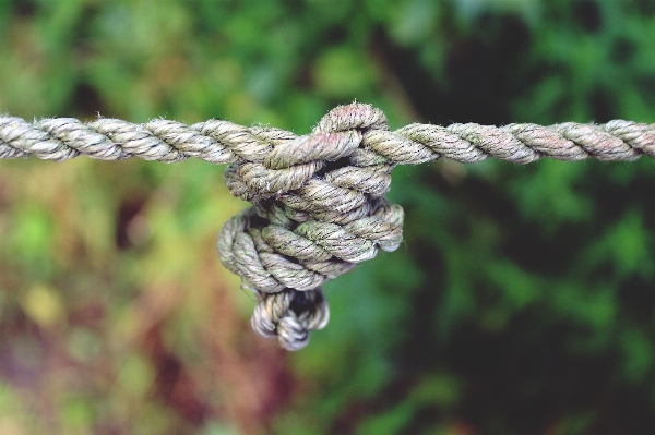 Branch dew rope plant Photo