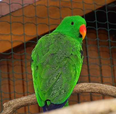 Nature bird green beak Photo