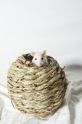 白 ねずみ 動物 ペット 写真