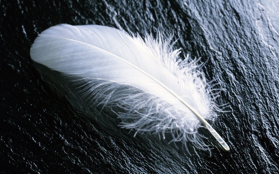 Oiseau aile blanc feuille