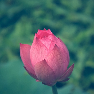 Plant flower petal pond Photo