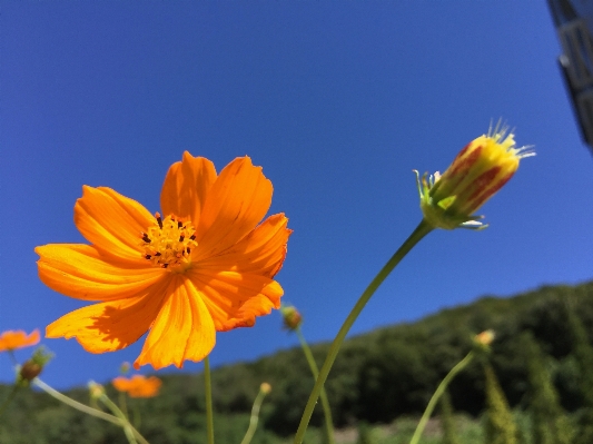 自然 花 植物 空 写真