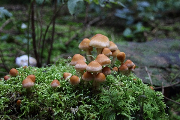 Nature forest plant moss Photo