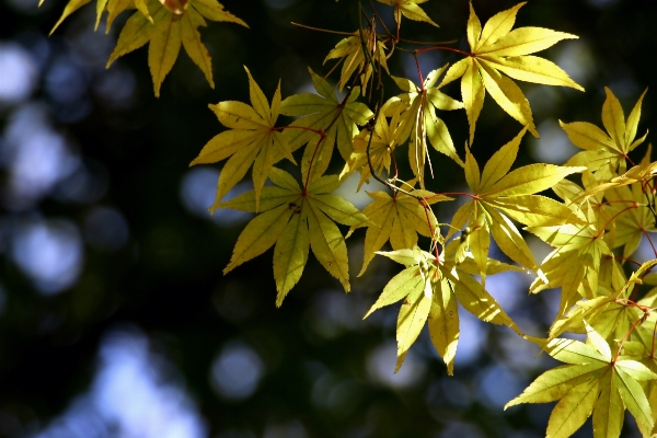 Tree nature branch blossom Photo