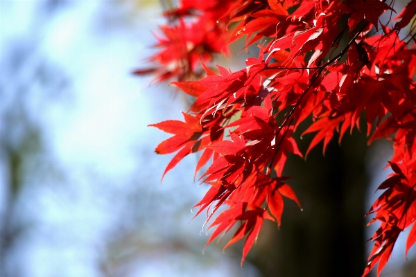 Tree nature branch plant Photo