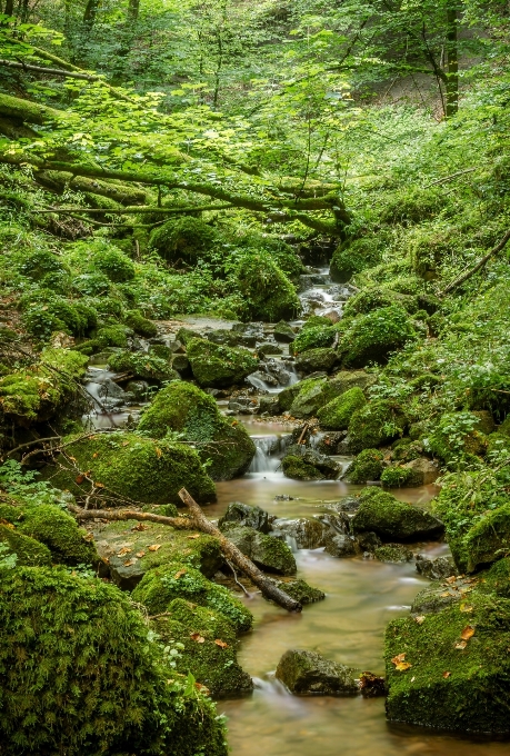 Albero acqua natura foresta