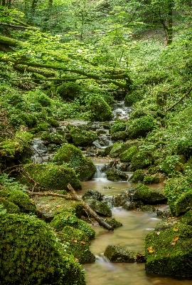 Tree water nature forest Photo