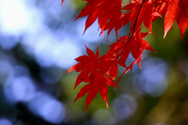 Tree nature branch plant Photo