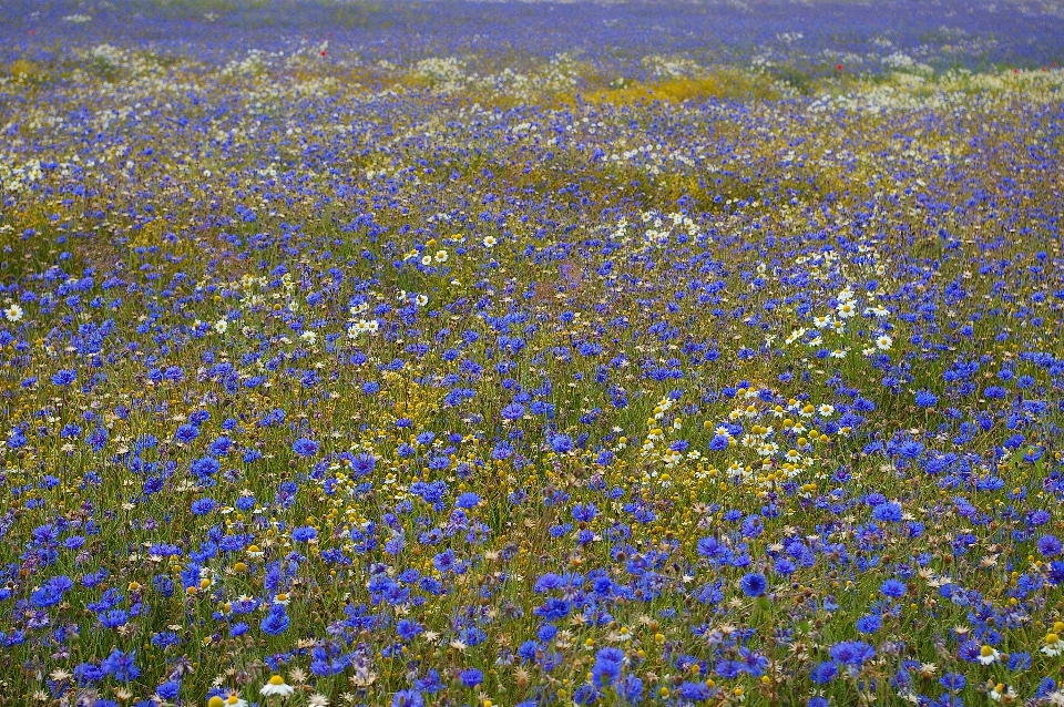 Landschaft natur gras blüte