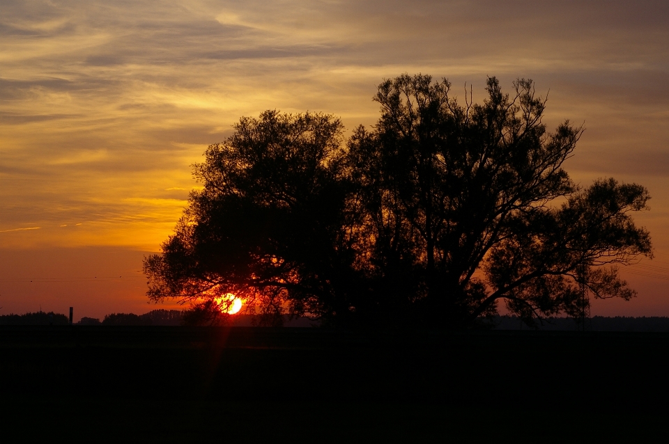 Paisaje árbol naturaleza horizonte