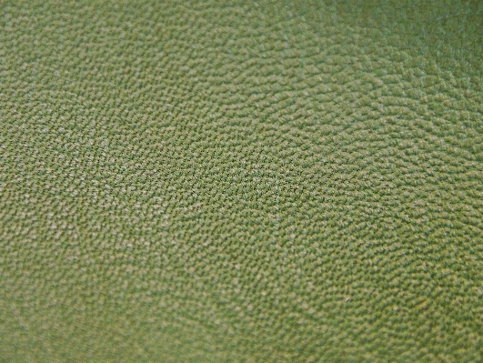 Grass structure plant leather Photo