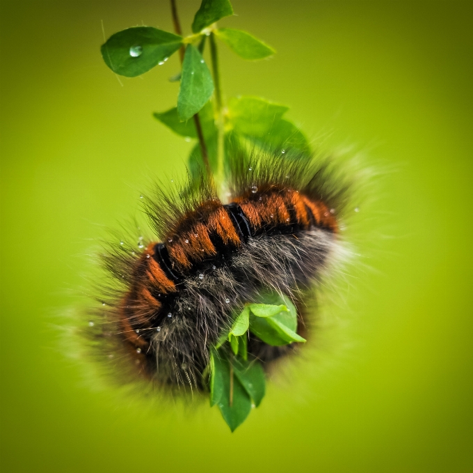 Naturaleza fotografía animal verde