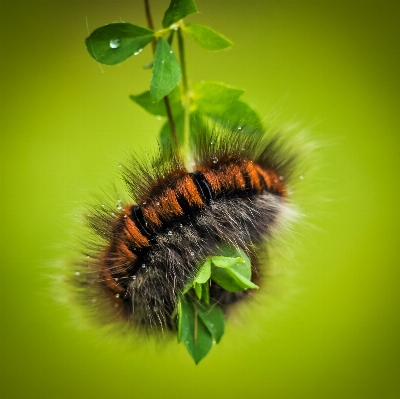 Nature photography animal green Photo