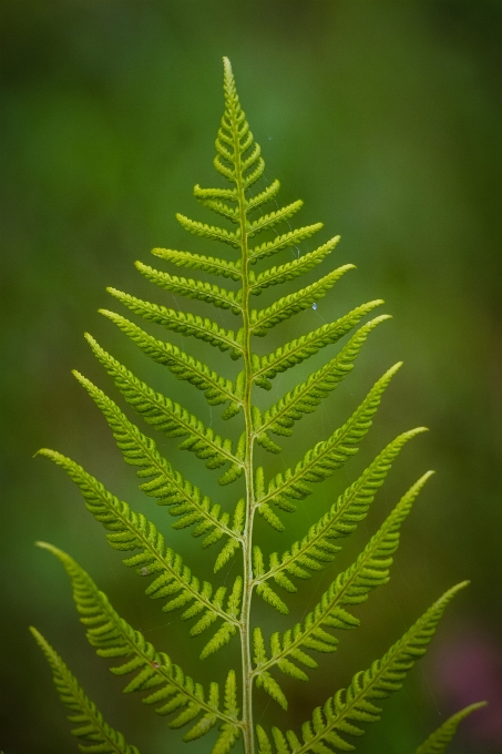 Pohon alam cabang tanaman