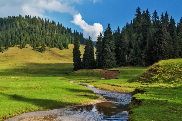 Landscape tree nature forest Photo