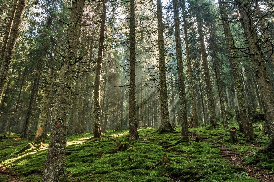 árvore natureza floresta região selvagem
